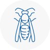 Burlescombe Wasp Nest Removal